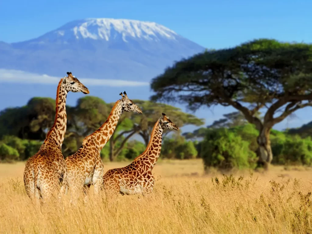 Kenia Kilimandżaro żyrafy